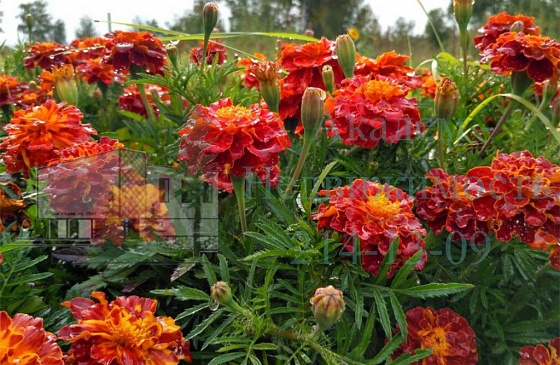 Дача в СНТ Парус в аренду