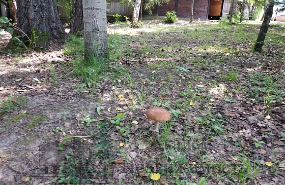 Продам дачу в СНТ Нива рядом с Академгородком.